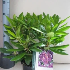 Rhododendron (Rhododendron 'Marcel Menard') -Tuin Verhaal Verkoopwinkel rhododendron marcel menard c5 aug