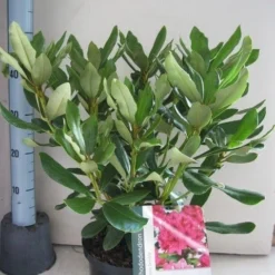 Rhododendron (Rhododendron 'Nova Zembla') -Tuin Verhaal Verkoopwinkel rhododendron nova zembla c5 aug