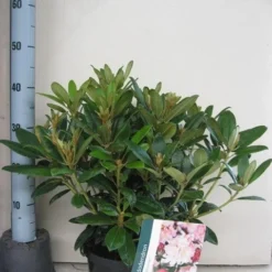 Rhododendron (Rhododendron 'Percy Wiseman') -Tuin Verhaal Verkoopwinkel rhododendron percy wiceman c5 aug