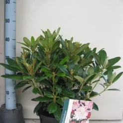 Rhododendron (Rhododendron 'Percy Wiseman') -Tuin Verhaal Verkoopwinkel rhododendron percy wiceman c5 aug 1