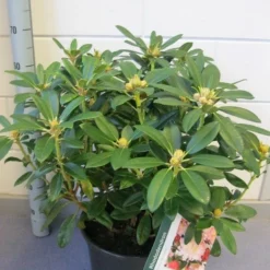 Rhododendron (Rhododendron 'Percy Wiseman') -Tuin Verhaal Verkoopwinkel rhododendron percy wiseman c12 november 1