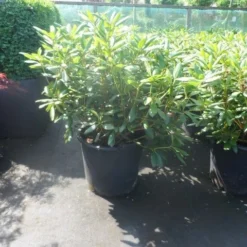 Rhododendron (Rhododendron 'Roseum Elegans') -Tuin Verhaal Verkoopwinkel rhododendron roseum elegans 60 80 cont