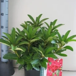 Rhododendron (Rhododendron 'Wilgen's Ruby') -Tuin Verhaal Verkoopwinkel rhododendron wilgens ruby c5 aug 1