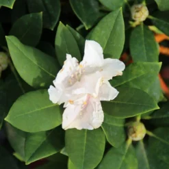 Dwergrhododendron (Rhododendron 'Golden Torch') 18 Dwergrhododendron (Rhododendron 'Golden Torch') -Tuin Verhaal Verkoopwinkel rhododendron y. golden torch 2