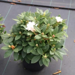 Dwergrhododendron (Rhododendron 'Golden Torch') 19 Dwergrhododendron (Rhododendron 'Golden Torch') -Tuin Verhaal Verkoopwinkel rhododendron y. golden torch 5