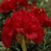 Rhododendron (Rhododendron 'Red Jack') -Tuin Verhaal Verkoopwinkel rhrjack 2