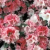 Rhododendron (Rhododendron 'Sneezy') -Tuin Verhaal Verkoopwinkel rhsneezy 2