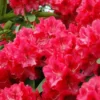 Rhododendron (Rhododendron 'Wilgen's Ruby') -Tuin Verhaal Verkoopwinkel rhwruby 2