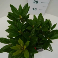 Rhododendron (Rhododendron 'Rocket') -Tuin Verhaal Verkoopwinkel rocket c2 boven