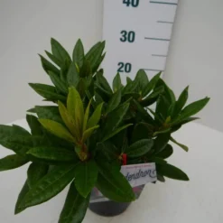 Rhododendron (Rhododendron 'Rocket') -Tuin Verhaal Verkoopwinkel rocket c2 zij