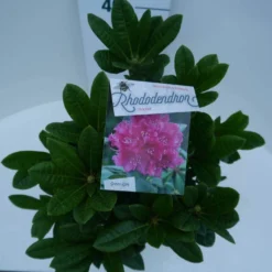 Rhododendron (Rhododendron 'Rocket') -Tuin Verhaal Verkoopwinkel rocket c5 boven