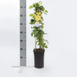 Klimroos (Rosa 'Golden Climber') -Tuin Verhaal Verkoopwinkel rosa golden climber