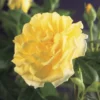 Klimroos (Rosa 'Golden Climber') -Tuin Verhaal Verkoopwinkel rosa golden climber 2