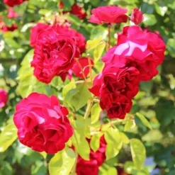 Klimroos (Rosa 'Grand Hotel') 8 Klimroos (Rosa 'Grand Hotel') -Tuin Verhaal Verkoopwinkel rosa grand hotel