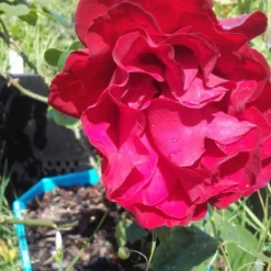 Klimroos (Rosa 'Grand Hotel') 9 Klimroos (Rosa 'Grand Hotel') -Tuin Verhaal Verkoopwinkel rosa grand hotel 2