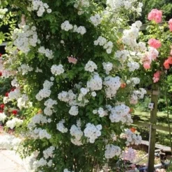 Miniklimroos (Rosa 'Guirlande D'Amour') 14 Miniklimroos (Rosa 'Guirlande D'Amour') -Tuin Verhaal Verkoopwinkel rosa guirlande d amour