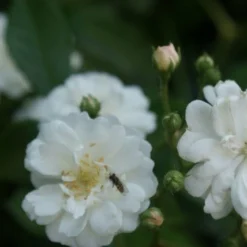 Miniklimroos (Rosa 'Guirlande D'Amour') 13 Miniklimroos (Rosa 'Guirlande D'Amour') -Tuin Verhaal Verkoopwinkel rosa guirlande d amour 1