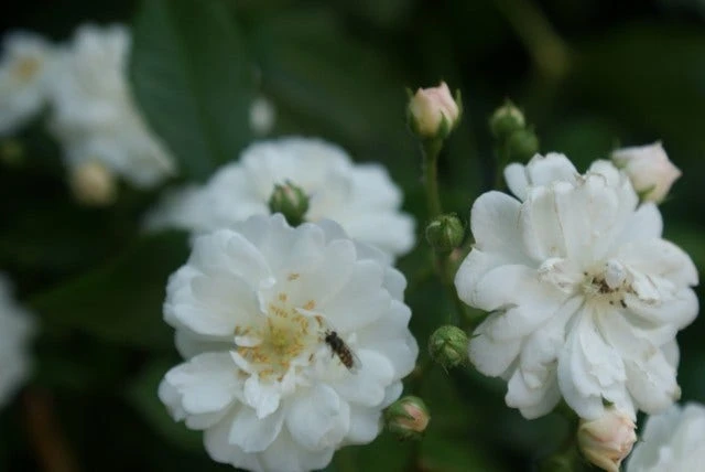 Miniklimroos (Rosa 'Guirlande D'Amour') 7 Miniklimroos (Rosa 'Guirlande D'Amour') - Afbeelding 5