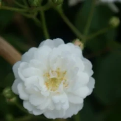 Miniklimroos (Rosa 'Guirlande D'Amour') 12 Miniklimroos (Rosa 'Guirlande D'Amour') -Tuin Verhaal Verkoopwinkel rosa guirlande d amour 2