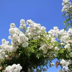 Miniklimroos (Rosa 'Guirlande D'Amour') 15 Miniklimroos (Rosa 'Guirlande D'Amour') -Tuin Verhaal Verkoopwinkel rosa guirlande d amour 2 2