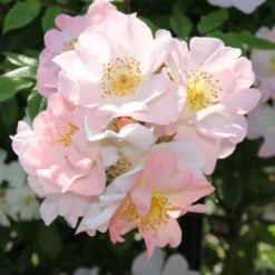 Miniklimroos (Rosa 'Open Arms') -Tuin Verhaal Verkoopwinkel rosa open arms