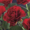 Klimroos (Rosa 'Paul's Scarlet Climber') -Tuin Verhaal Verkoopwinkel rosa paul s scarlet climber 2