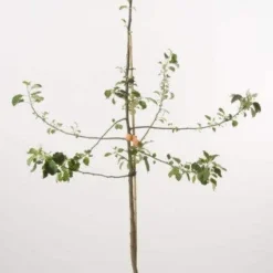 Appelboom (Malus Domestica 'Schone Van Boskoop') -Tuin Verhaal Verkoopwinkel schone van b