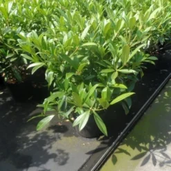 Skimmia (Skimmia Confusa 'Kew Green') 15 Skimmia (Skimmia Confusa 'Kew Green') -Tuin Verhaal Verkoopwinkel skimmia confusa kew green 40 50 60 c7 10