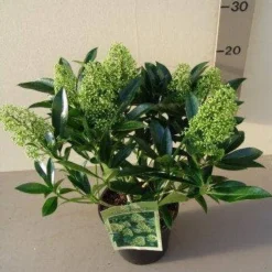 Skimmia (Skimmia Confusa 'Kew Green') 14 Skimmia (Skimmia Confusa 'Kew Green') -Tuin Verhaal Verkoopwinkel skimmia confusa kew green p17 2