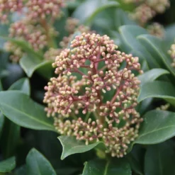 Skimmia (Skimmia Japonica 'Fragrant Cloud') -Tuin Verhaal Verkoopwinkel skimmia japonica fragant cloud 2