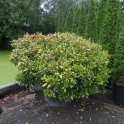 Skimmia (Skimmia Japonica 'Rubella') -Tuin Verhaal Verkoopwinkel skimmia japonica rubella doorsnede 180 200 aanlegkwaliteit