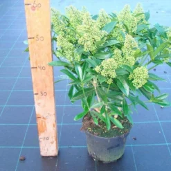 Skimmia (Skimmia Confusa 'Kew Green') 17 Skimmia (Skimmia Confusa 'Kew Green') -Tuin Verhaal Verkoopwinkel skimmia kew green c3