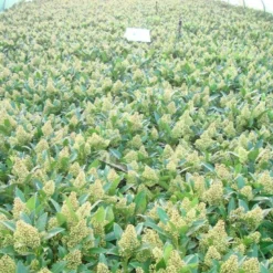 Skimmia (Skimmia Confusa 'Kew Green') 16 Skimmia (Skimmia Confusa 'Kew Green') -Tuin Verhaal Verkoopwinkel skimmia kew green c3 2