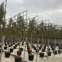 Steeneik Als Leiboom (Quercus Ilex) 13 Steeneik Als Leiboom (Quercus Ilex) -Tuin Verhaal Verkoopwinkel steeneik leivorm 15x120 2