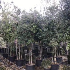 Steeneik Meerstammig (Quercus Ilex) -Tuin Verhaal Verkoopwinkel steeneikmeerstam01