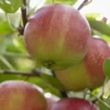 Lei-Appel (Malus Domestica 'Sterappel') -Tuin Verhaal Verkoopwinkel sterappel 1