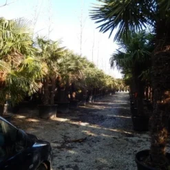 Tuin Verhaal Verkoopwinkel -Tuin Verhaal Verkoopwinkel trachycarpus fortunei 3 stammi g 3