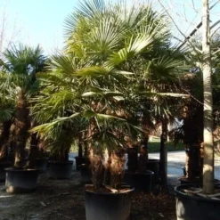 Winterharde Palm Meerstammig (Trachycarpus Fortunei) -Tuin Verhaal Verkoopwinkel trachycarpus fortunei 3 stammig