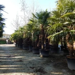Winterharde Palm Meerstammig (Trachycarpus Fortunei) -Tuin Verhaal Verkoopwinkel trachycarpus fortunei 3 stammig 2