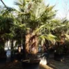 Winterharde Palm Meerstammig (Trachycarpus Fortunei) 1 Winterharde Palm Meerstammig (Trachycarpus Fortunei) -Tuin Verhaal Verkoopwinkel trachycarpus fortunei 3 stammig 4