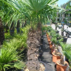 Winterharde Palm (Trachycarpus Fortunei) -Tuin Verhaal Verkoopwinkel trachycarpus fortunei 80 100stam