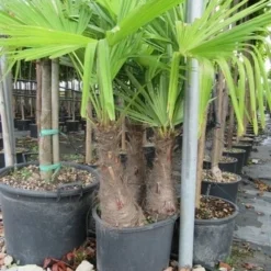 Winterharde Palm Meerstammig (Trachycarpus Fortunei) -Tuin Verhaal Verkoopwinkel trachycarpus fortunei multistam