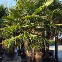 Winterharde Palm Meerstammig (Trachycarpus Fortunei) -Tuin Verhaal Verkoopwinkel trachycarpus meerstammig