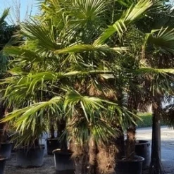 Winterharde Palm Meerstammig (Trachycarpus Fortunei) -Tuin Verhaal Verkoopwinkel trachycarpus meerstammig 2