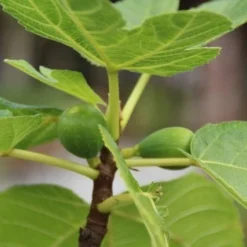 Vijg Als Solitair (Ficus Carica) -Tuin Verhaal Verkoopwinkel vijg 1 1