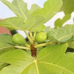 Vijg Als Solitair (Ficus Carica) -Tuin Verhaal Verkoopwinkel vijg 2 1