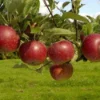 Lei-Appel (Malus Domestica 'Ingrid Marie') -Tuin Verhaal Verkoopwinkel vima04441 1