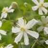 Bosrank (Clematis 'Paul Farges') -Tuin Verhaal Verkoopwinkel visi104254