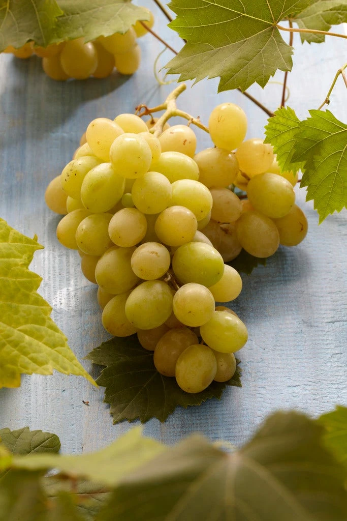 Witte Druif (Vitis Vinifera 'Italia') 3 Witte Druif (Vitis Vinifera 'Italia')