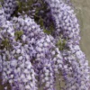 Blauweregen (Wisteria Floribunda 'Domino') -Tuin Verhaal Verkoopwinkel visi127325